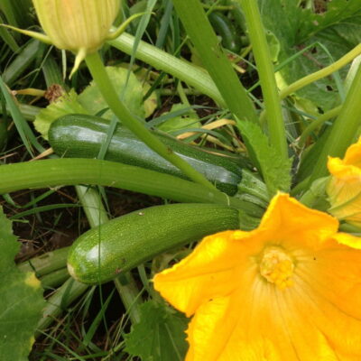 økologisk squash plante